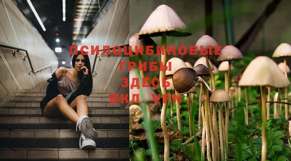 PSILOCYBIN Богородицк